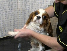 Dog Groom UK Business - Mobile Pet Grooming Franchise