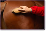 Kirstys Horses Franchise Opportunity