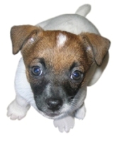 OSCAR Pet Products Business - Mobile Pet Food Franchise