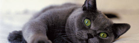 OSCAR Pet Products Business - Mobile Pet Food Franchise