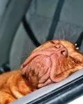 Oscar Pet Foods Encourage 'Take Your Dog To Work Day' 2009