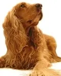Trophy Pet Foods are Proud to Franchise