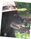 THINKING OF YOUR PET - Summer Time, Be Aware