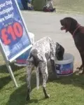 NO FOUL PLAY AT THE CLA GAME FAIR