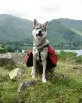 OSCAR - MUCH MORE THAN PET FOOD