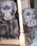 REMEMBER, REMEMBER�your pets on the 5th of November