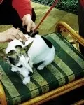 KEEPING TABS ON YOUR PET - Oscar Pet Care Service