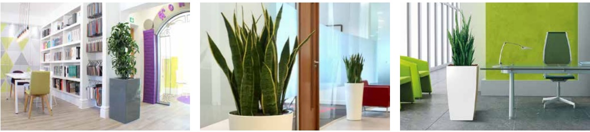 Inleaf Plant Franchise